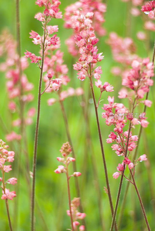 珊瑚钟(Heuchera) - III